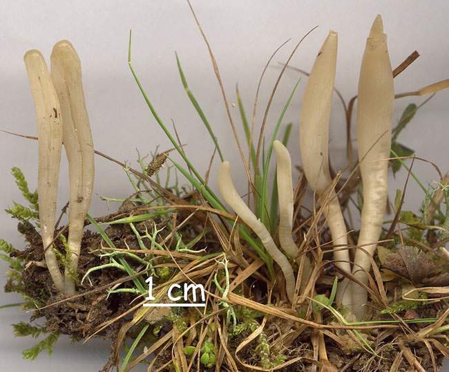 Clavaria argillacea